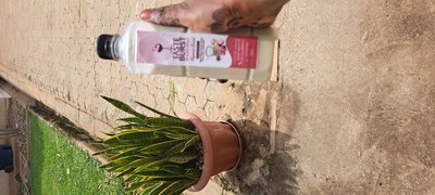Tigernut Drink
