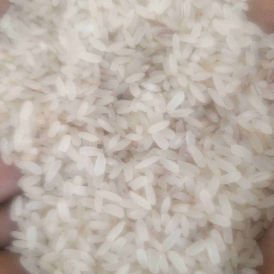Rice